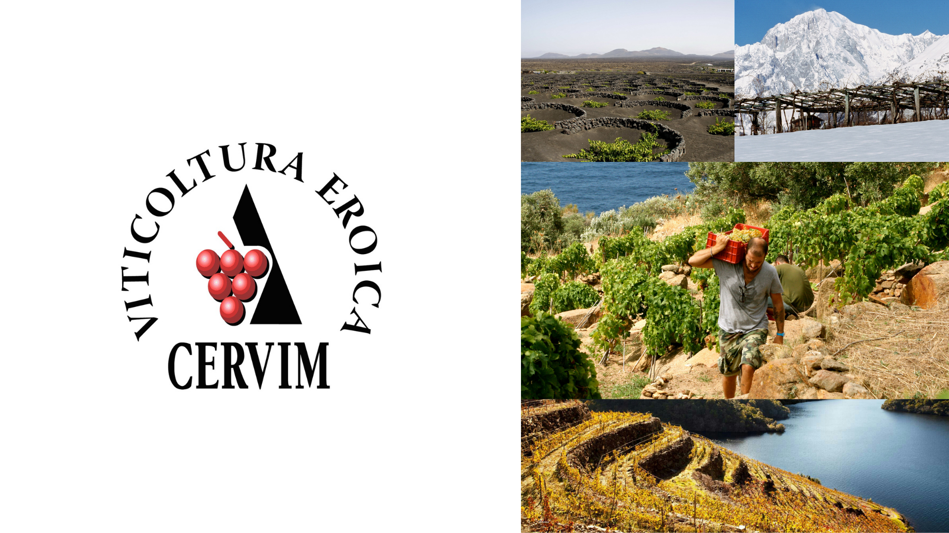 CERVIM - Centro di Ricerca, Studi, Salvaguardia, Coordinamento e Valorizzazione per la Viticoltura Eroica